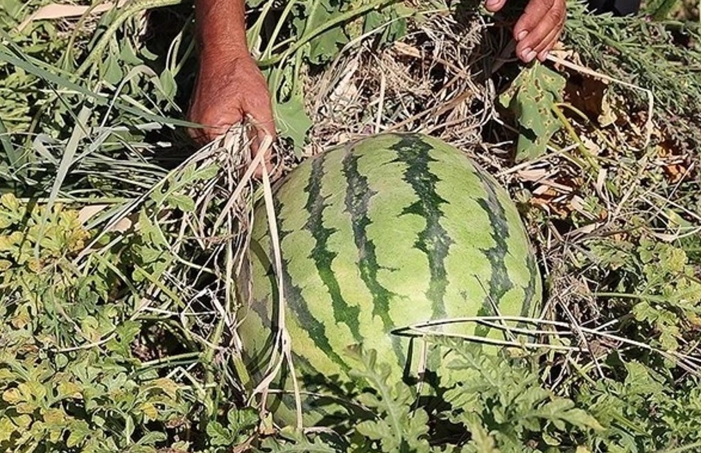 DİYARBAKIR karpuzu