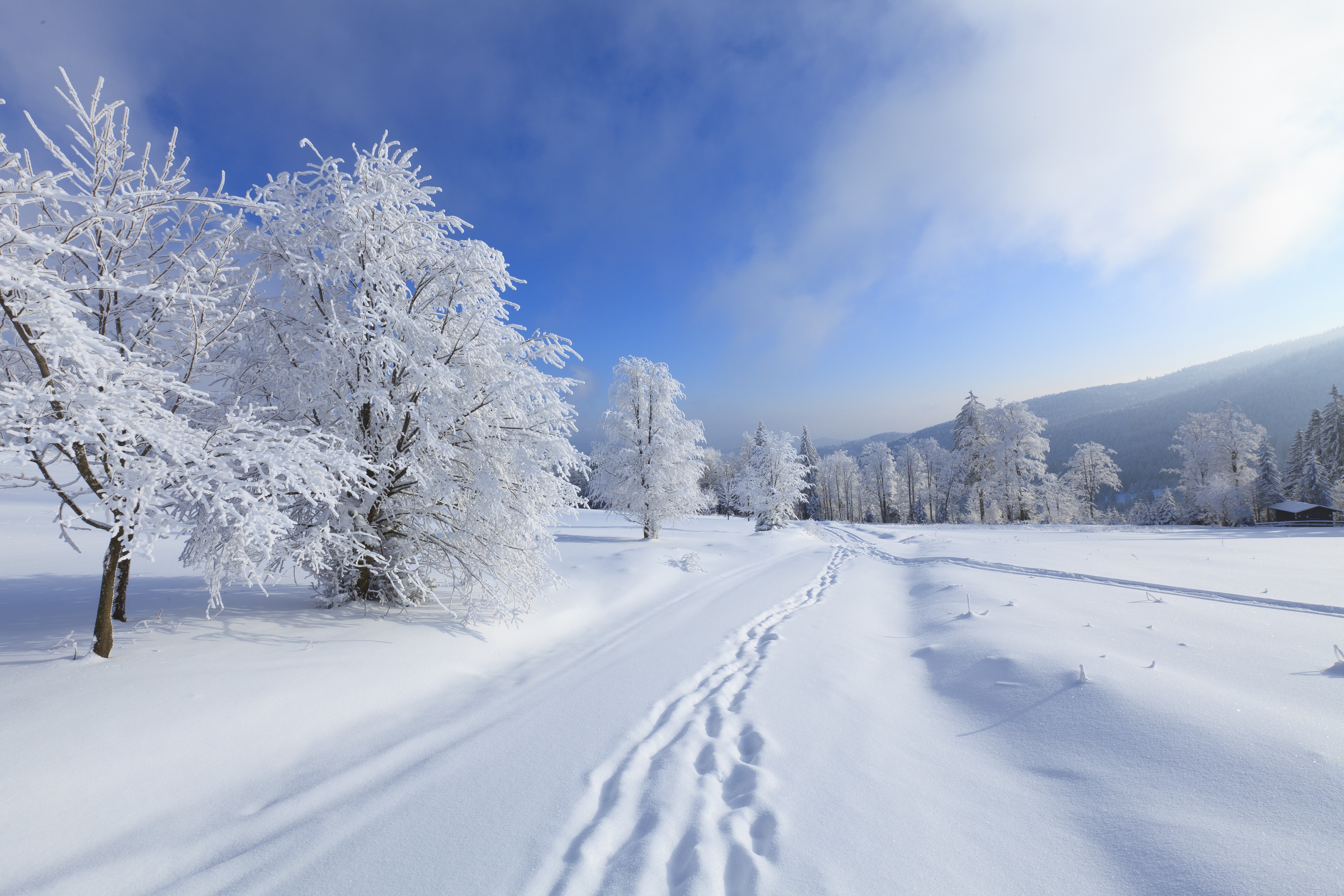 Зимние картинки. Снег. Фото на баннер зимний пейзаж. Winter Forest. Winter Tree.
