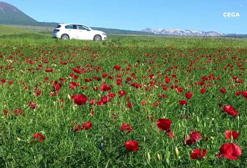 Bitlis Gelincik Cicegi 2024