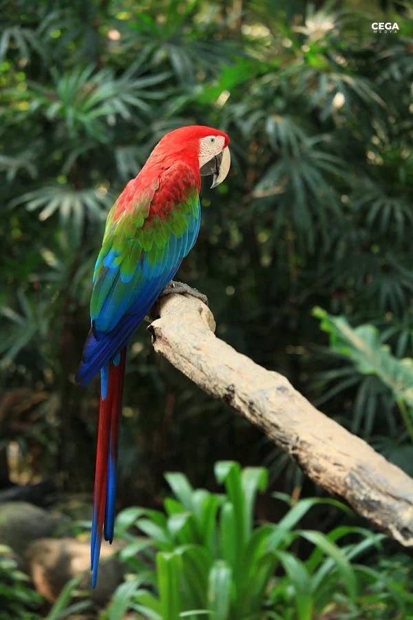 Kırmızı Amerika Papağanı Ara Macao Foto