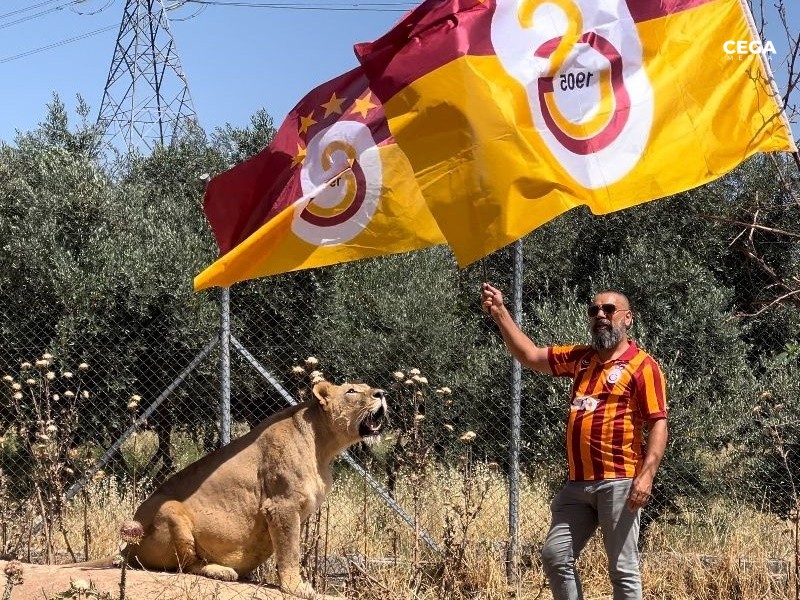 Aslan Kutlama Galatasaray