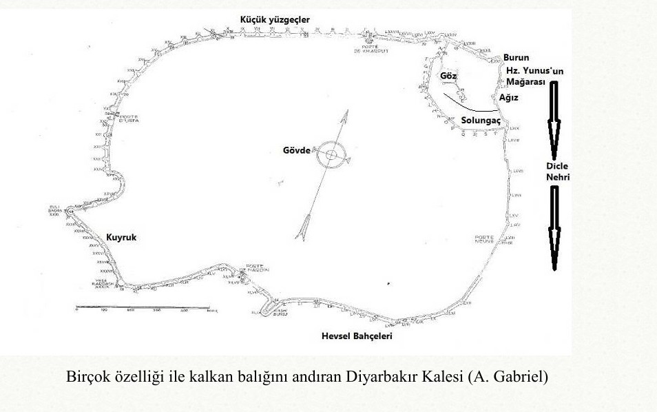 Kalkan Baliği-1