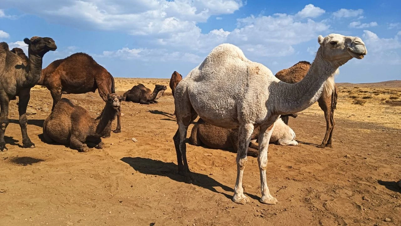 Diyarbakır'da taşımacılığın simgeleriydi