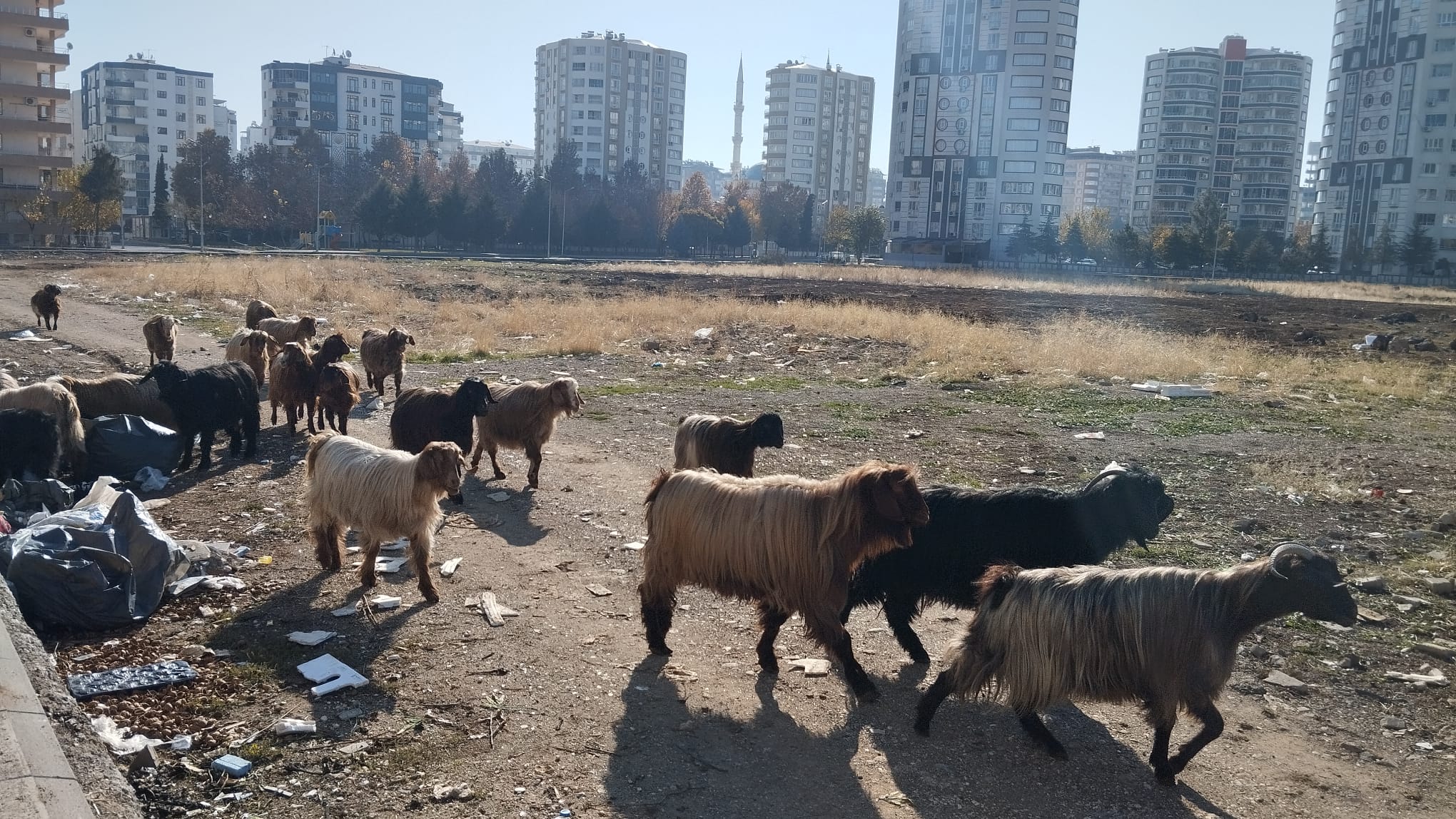 Diyarbakır'da değişime rağmen keçiler hala aynı yerde