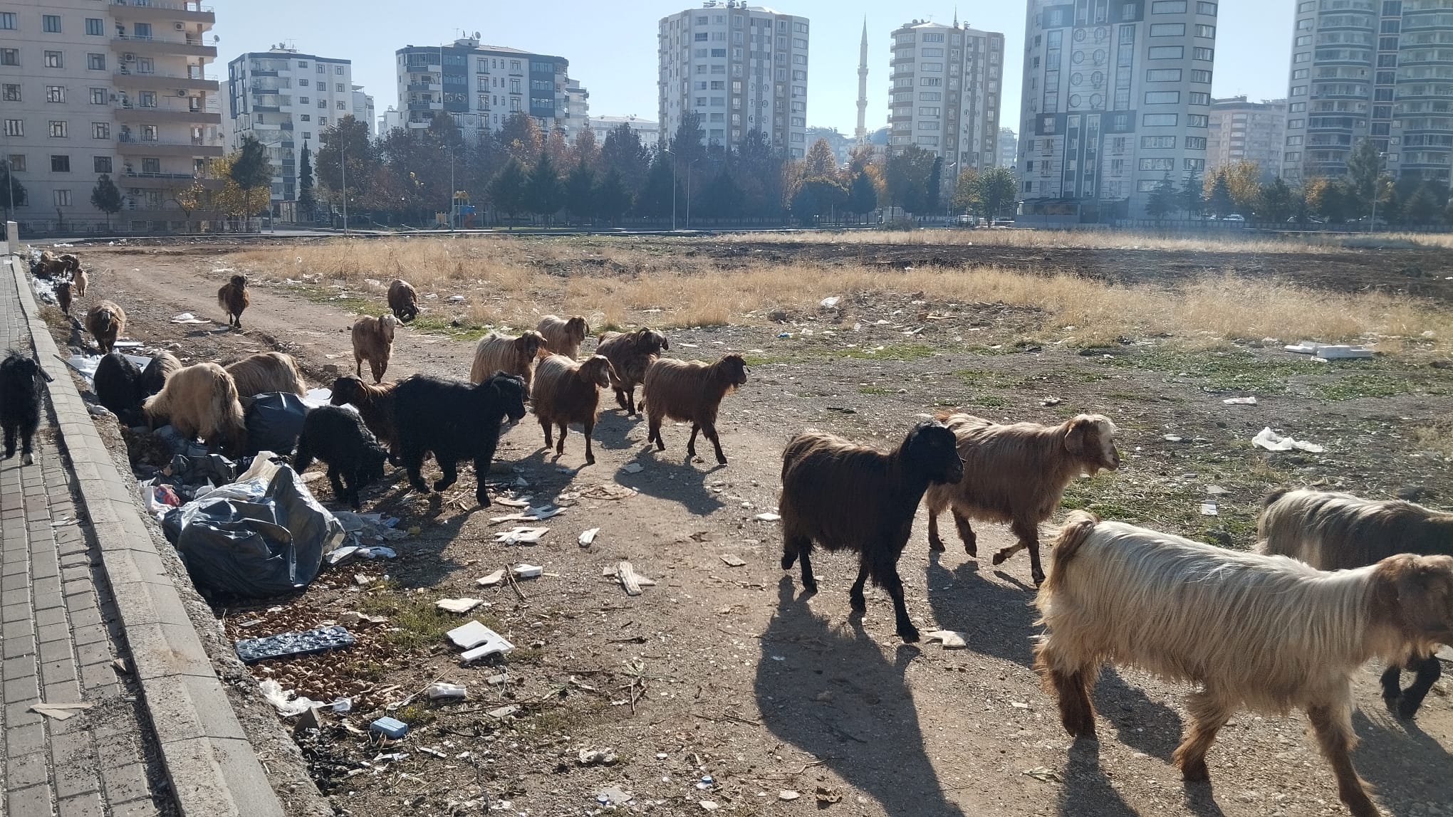 Diyarbakır'da değişime rağmen keçiler hala aynı yerde