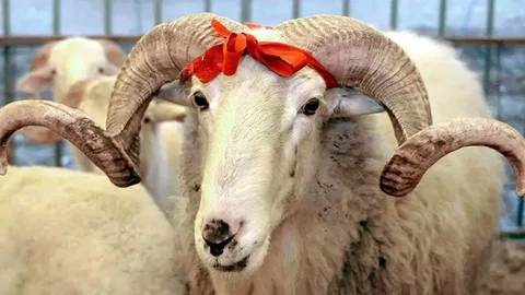 Kurban Eti̇ Dağitmak Zorunlu Mu?