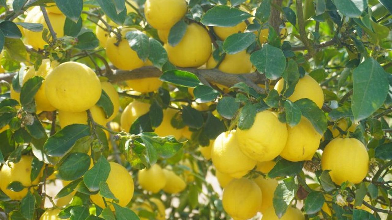 Kokulu limonu ve Hicaz Narı, uluslararası listede