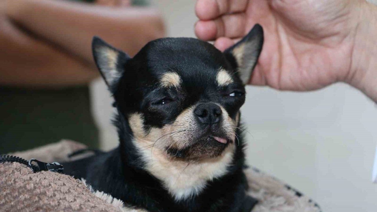 Almanya’da tedavi edilemeyen köpek şifayı Diyarbakır’da buldu