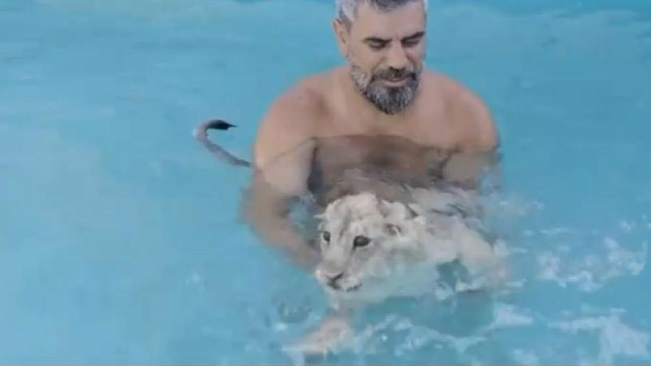 Diyarbakırlı Akbey'in aslanlarla havuz keyfi