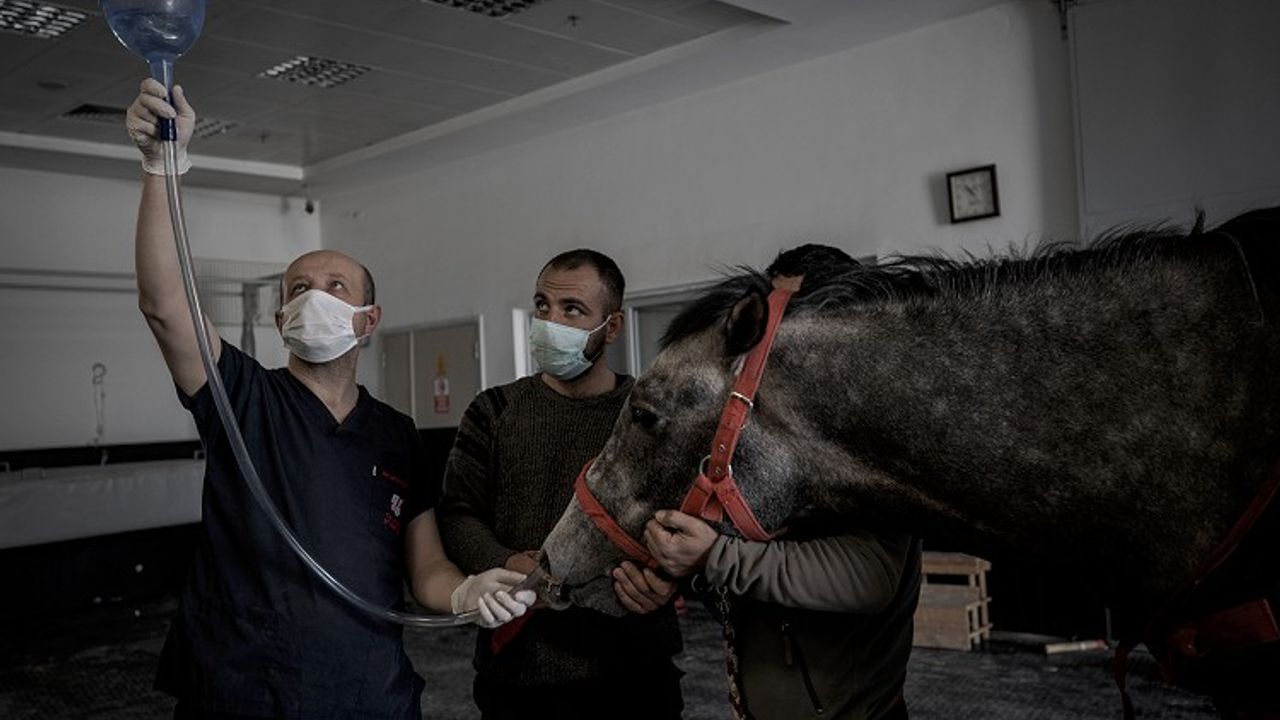 Şampiyon atlar Diyarbakır'da tedavi ediliyor