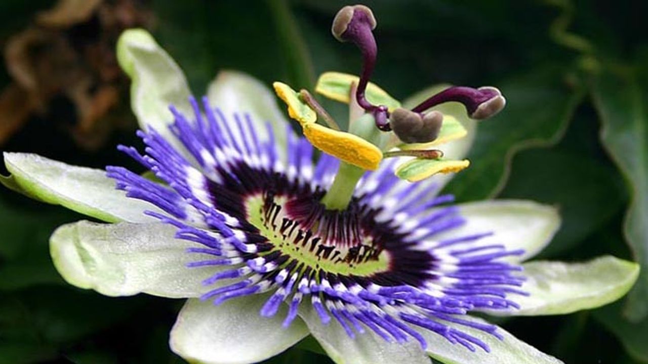 Doğanın mucizevi çiçeği! Metabolizmayı hızlandırıyor, tansiyonu bitiriyor