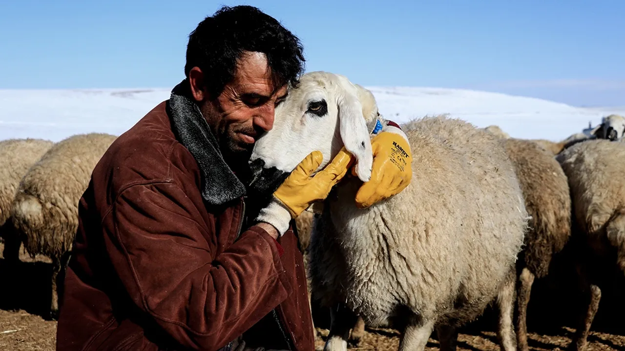 Diyarbakır üniversitesi işe alacak çoban bulamadı