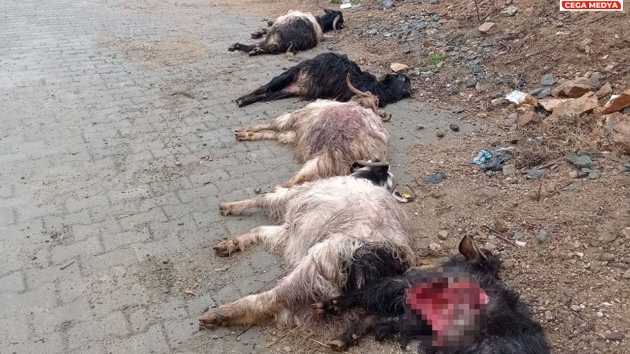 Diyarbakır’da sokak köpekleri keçileri telef etti