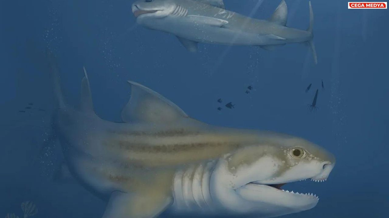 325 milyon yıllık köpekbalıkları keşfedildi