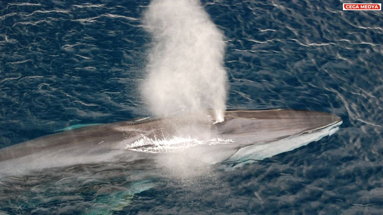 Mavi Balinalarında şaşırtıcı gelişme