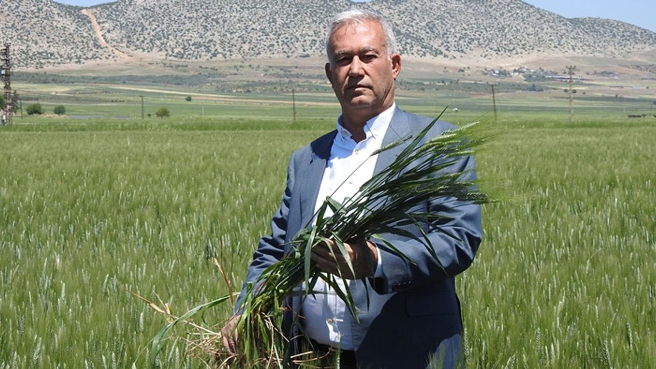 Araban buğdayı: 150 dönümde 100 bin ton rekolte bekleniyor