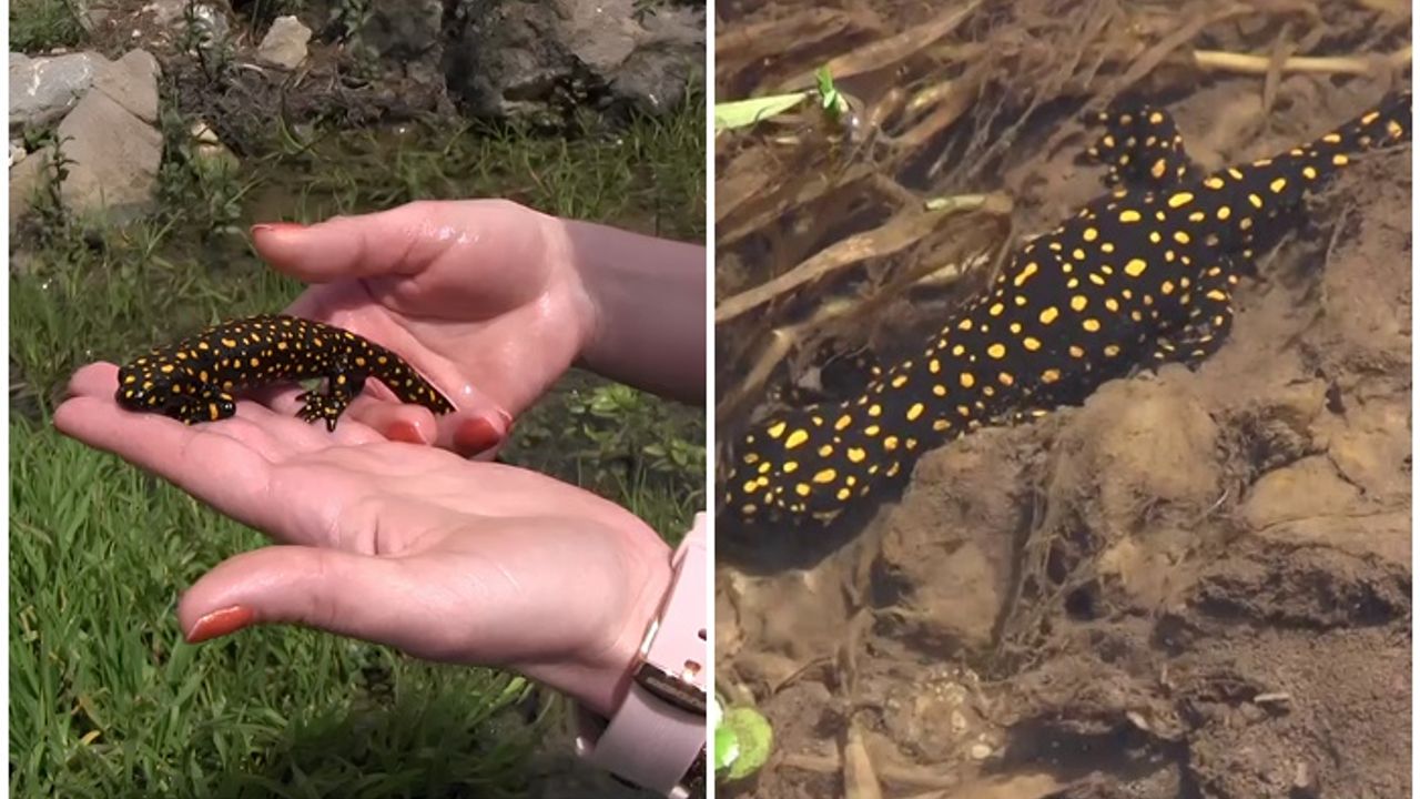 Siirt'te benekli semender görüntülendi