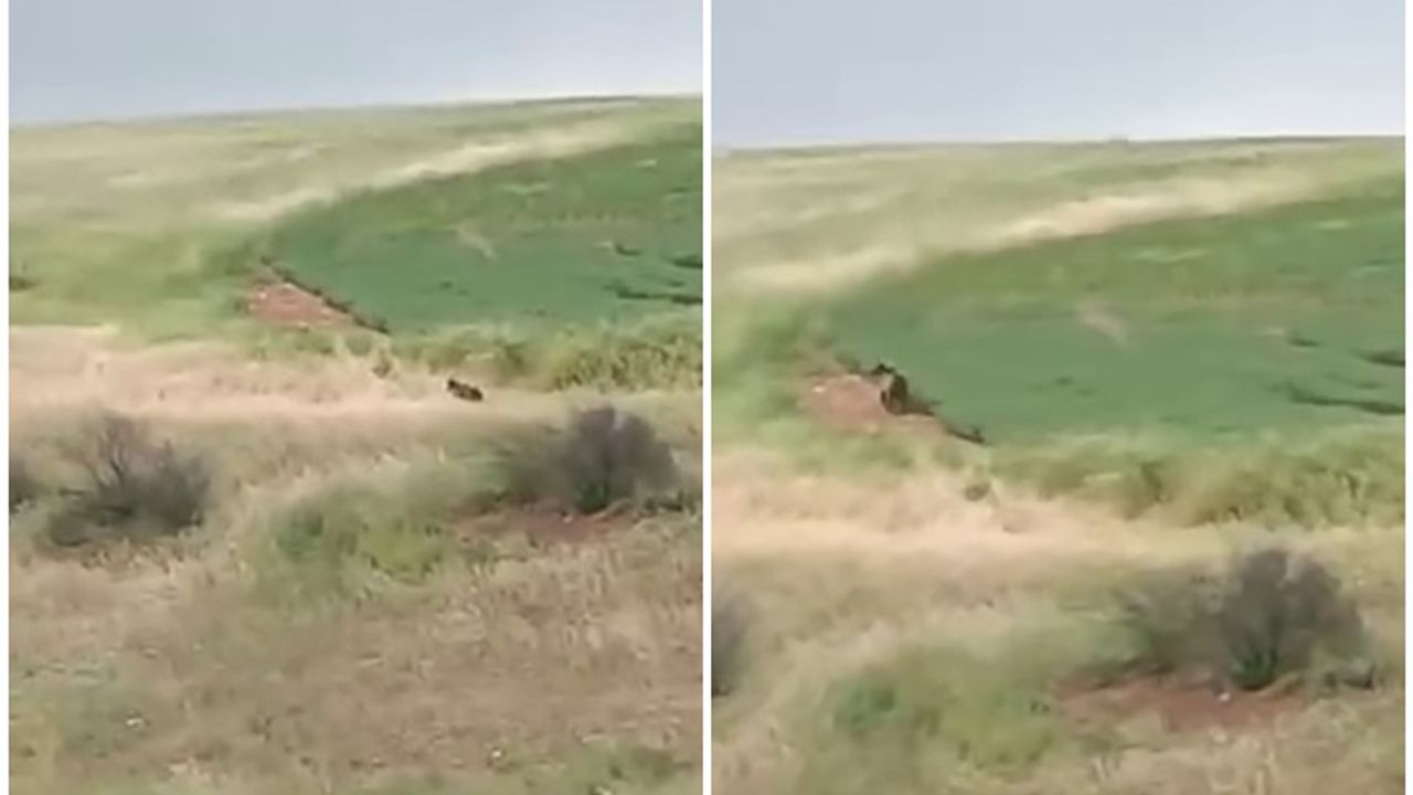 Çiftçilere ayı şoku
