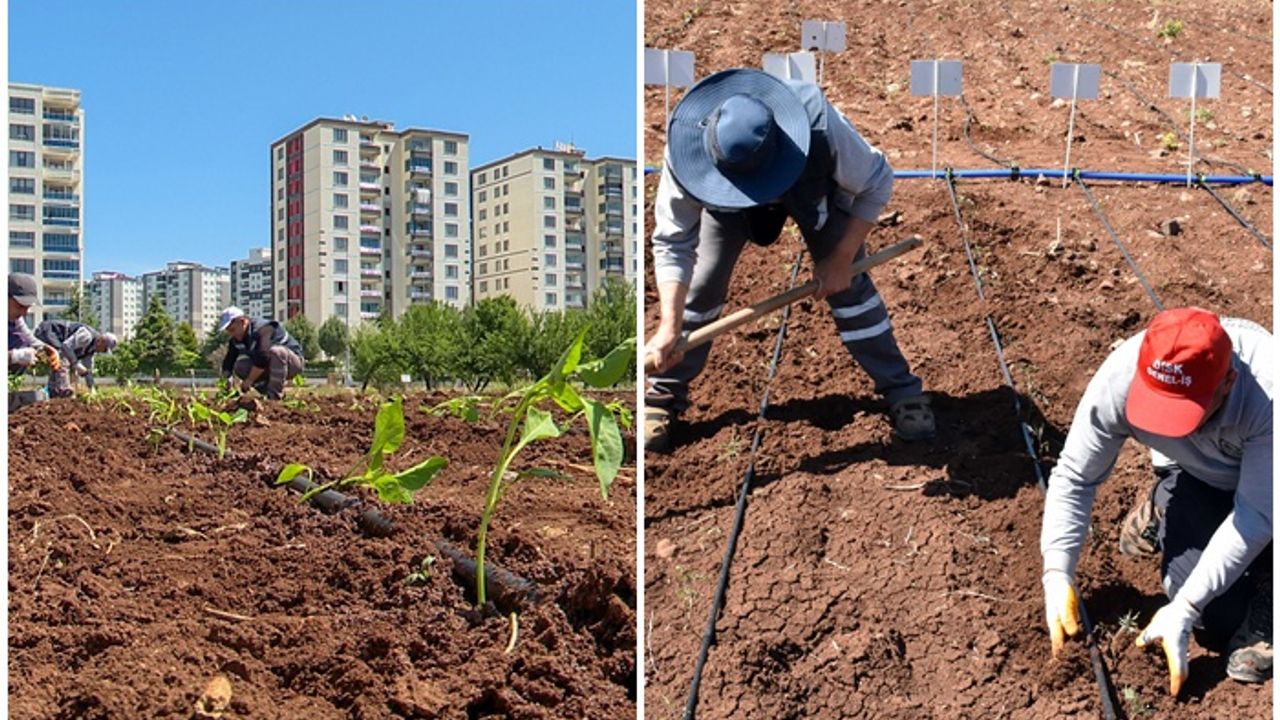 Diyarbakır’da dışa bağımlılığı bitirecek proje