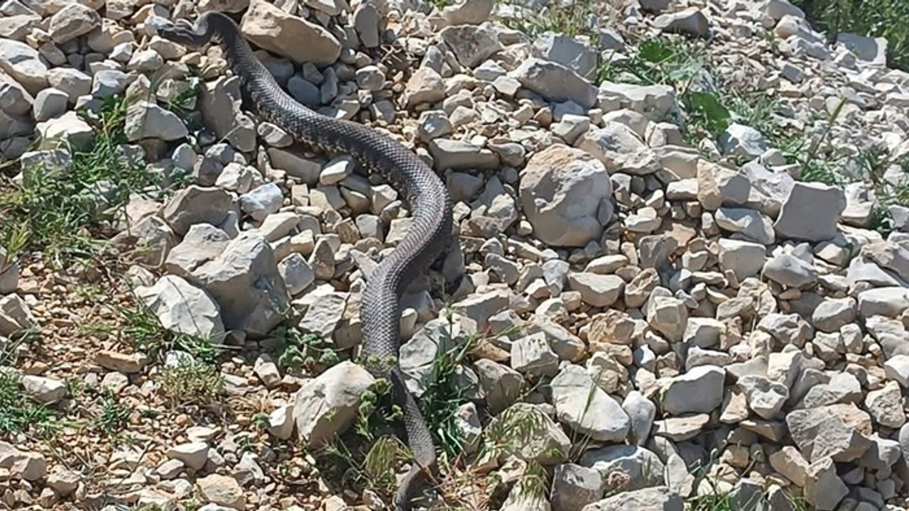 Engerek yılanı Kahramanmaraş'ta görüntülendi