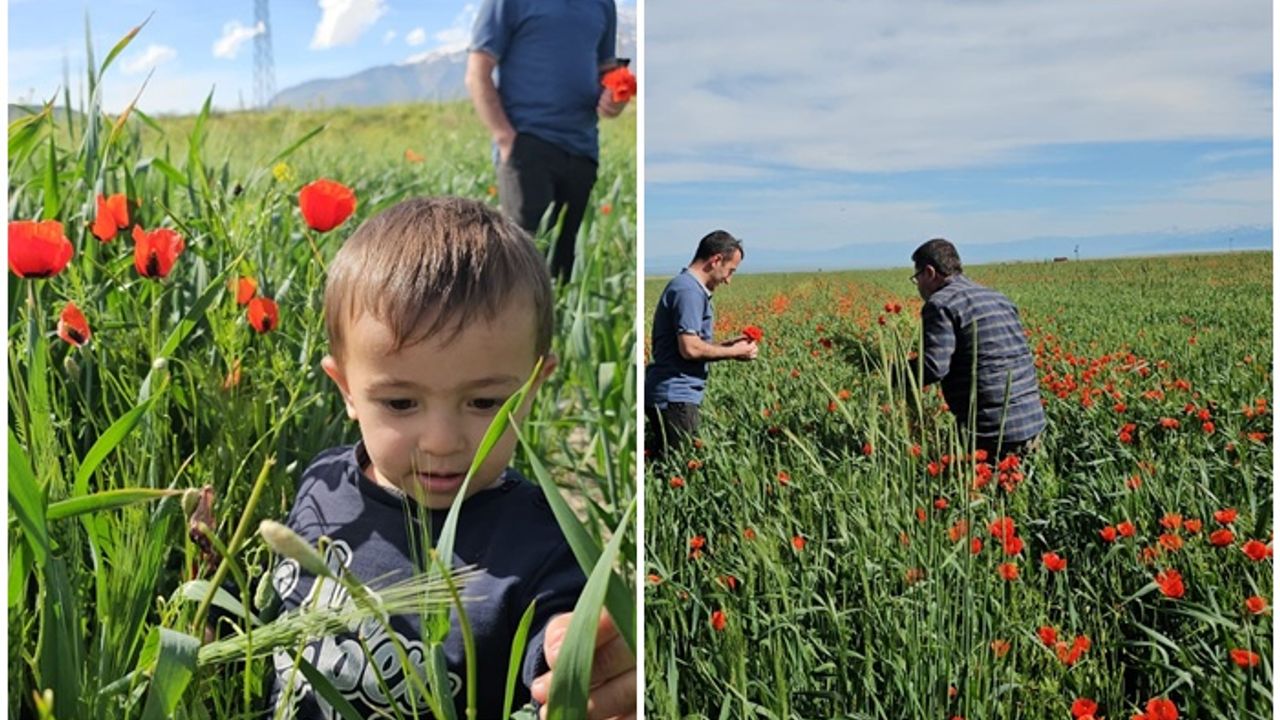 Bitlis Adilcevaz'da gelincik zamanı