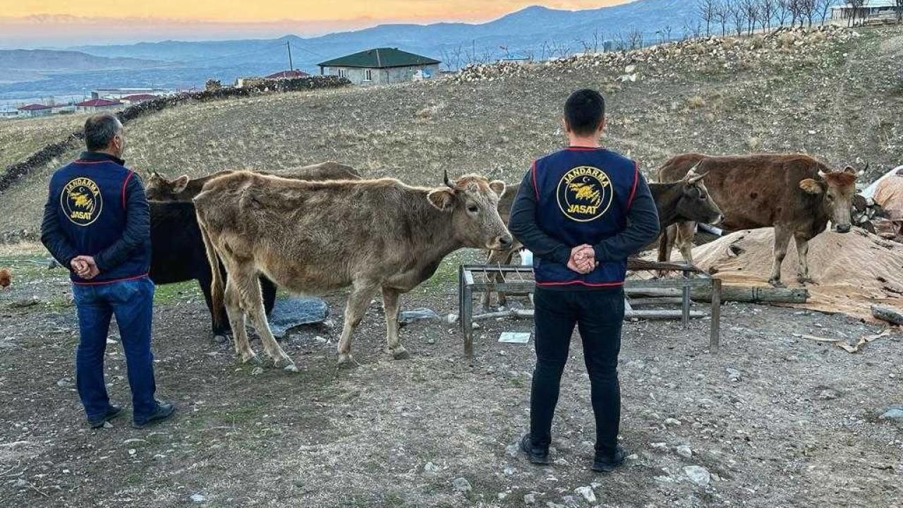 Harran'da büyükbaş hayvan hırsızlığı