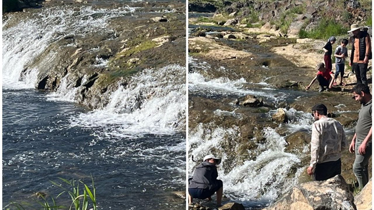 İnci kefalinin göçü turistlerin ilgi odağı