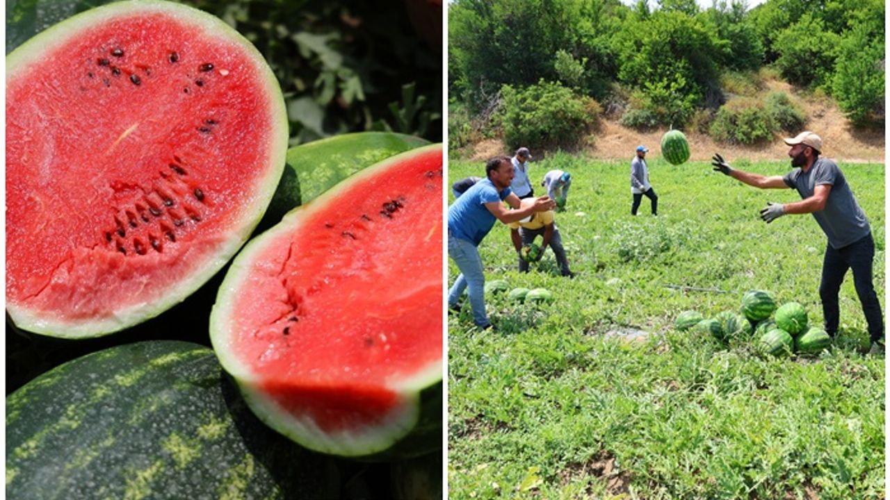 Adana karpuzunda hasat zamanı: Kilosu 20 lira