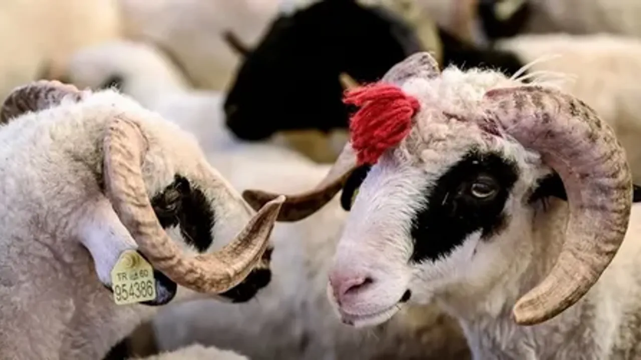 Kurban eti en az kaç kişiye dağıtılmalı? Kurban eti dağıtmak zorunlu mu?