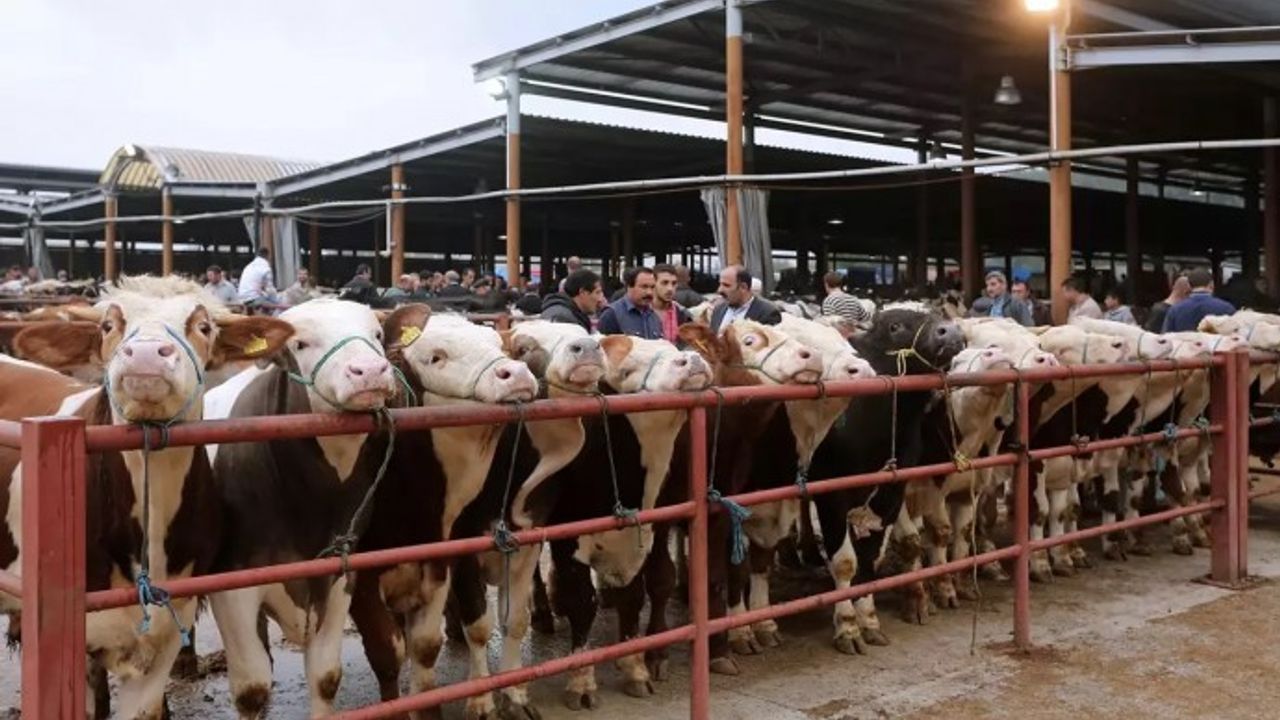 Balıkesir’de Şap hastalığı: 15 mahalle karantinaya alındı