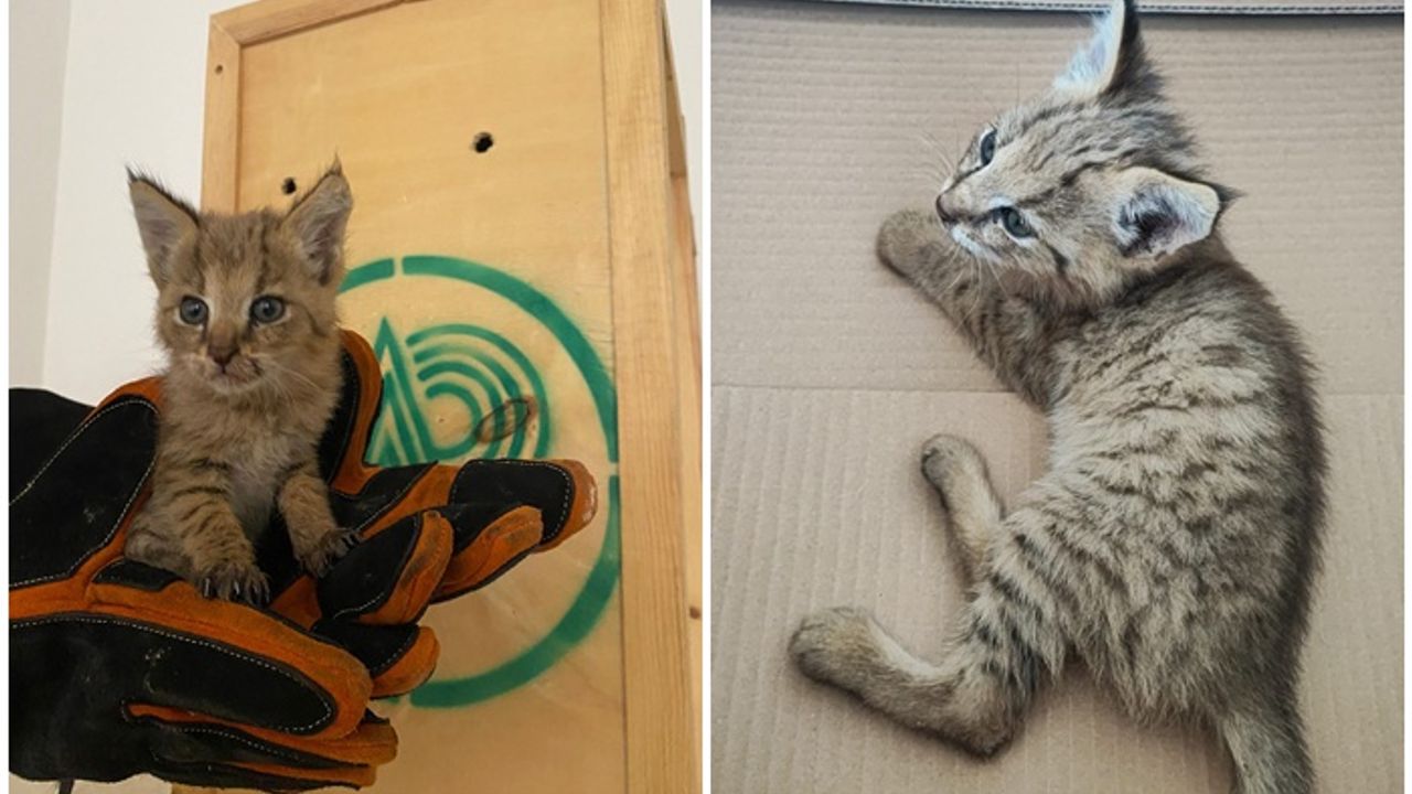 Saz kedisi korumaya alındı