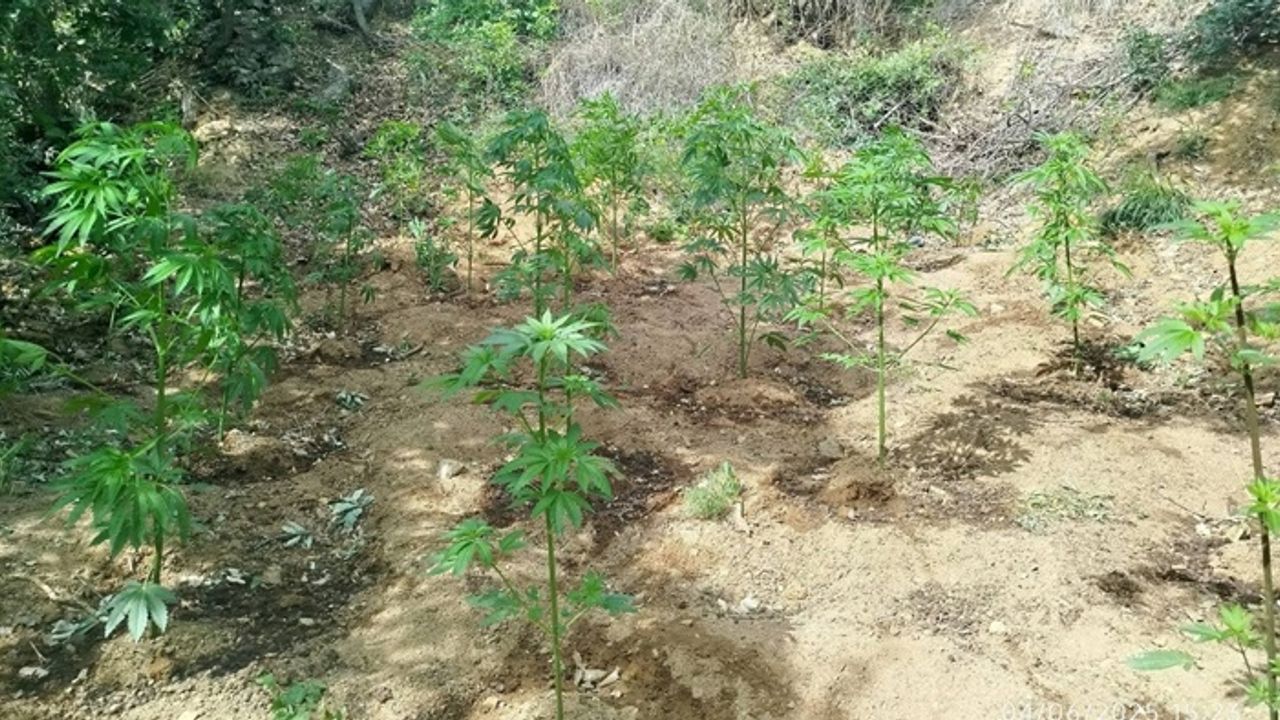 Bingöl’de 228 kök kenevir ele geçirildi