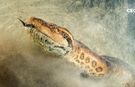 47 milyon yıllık dev yılan fosili bulundu