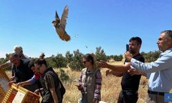 ŞIRNAK'TA BİR HAFTADA 600 KEKLİK DOĞAYA SALINDI