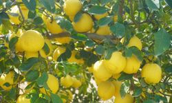 Kokulu limonu ve Hicaz Narı, uluslararası listede