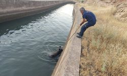 Sulama kanalına düşen domuz böyle kurtarıldı