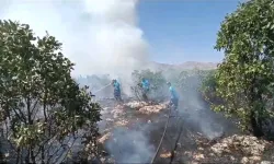 Lice'de orman yangını