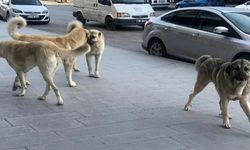 İstanbul Valiliği, sokak köpeklerini toplatma talimatı verdi