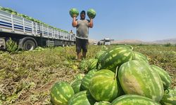 Diyarbakır'ın karpuz rekoltesi 150 bin ton