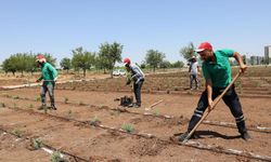 Diyarbakır’ın ilk Tıbbi Aromatik Bitkiler Bahçesi