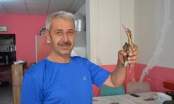 Adıyaman'da bitkin bulunan balaban kuşu koruma altına alındı