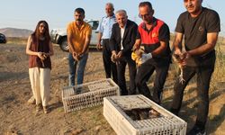 Gercüş'te doğaya sülünler salındı