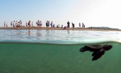 'Caretta Caretta'lar Akdeniz'le buluşturuluyor