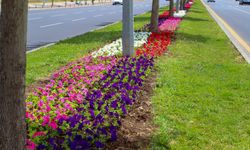 Belediye ürettiği 1,5 milyon çiçeği park ve bahçelere ekti