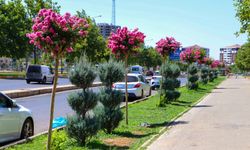 Diyarbakır'ın refüj ve kavşaklarına oya ağaçları