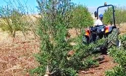 Açıklanan fiyat, badem bahçelerini söktürmeye yol açtı 