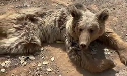 Dağdan kopan kaya parçaları dişi ayıyı yaraladı (görüntülü haber)