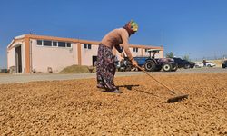 Diyarbakır'da badem hasadına başlandı