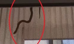 Diyarbakır'da bir eve giren yılan böyle görüntülendi