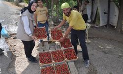 Sason çileğinde yılın son hasadı